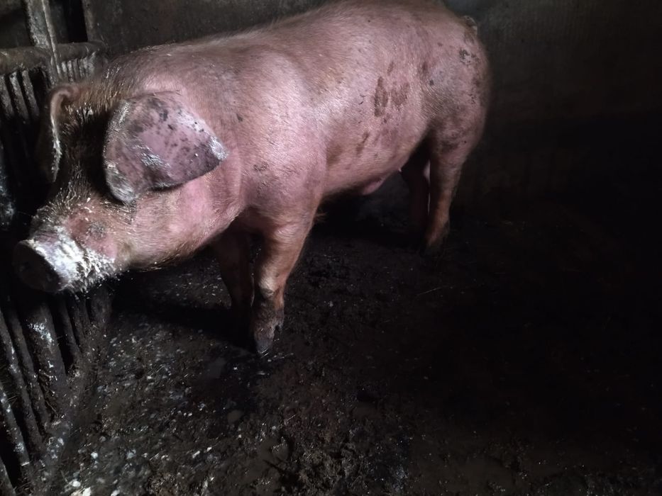 Продам кабана Дюрок