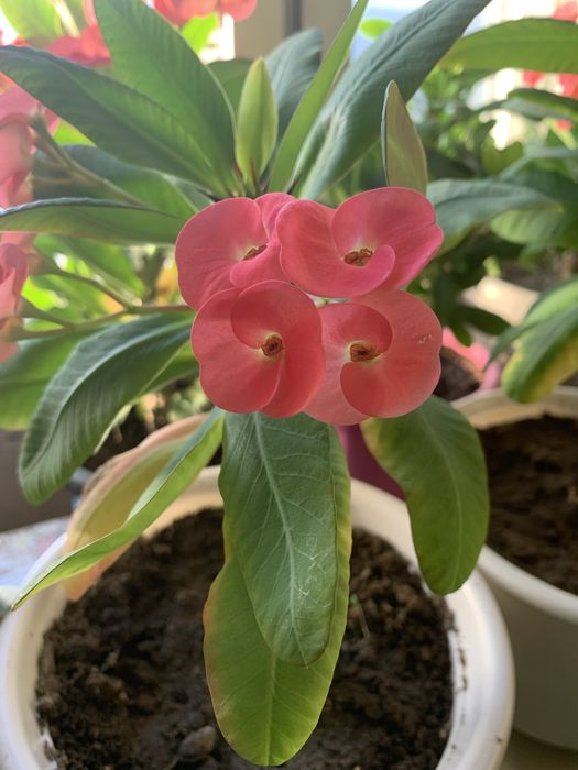 Комнатные растения