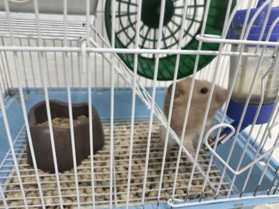 Продам  Джунгарских хомяков