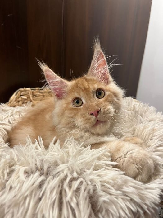 Baietel Maine Coon PEDIGREE Felisa