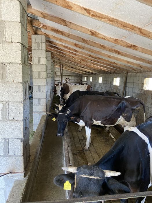 Продам Фазенду В Талдыкоргане