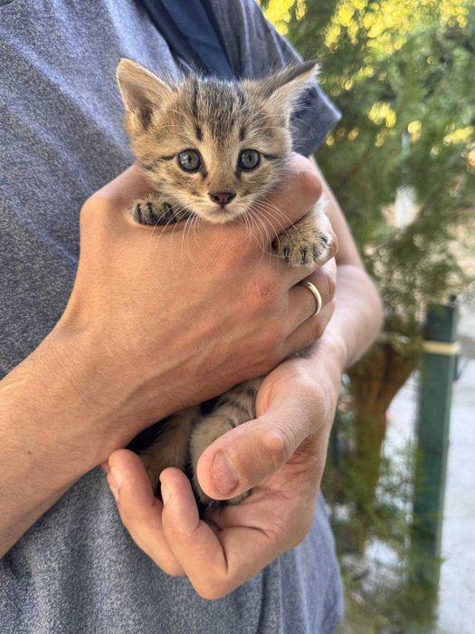 Милый котенок бесплатно даром