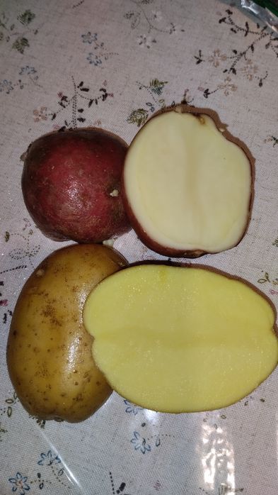 Продам дачный едовой картофель.