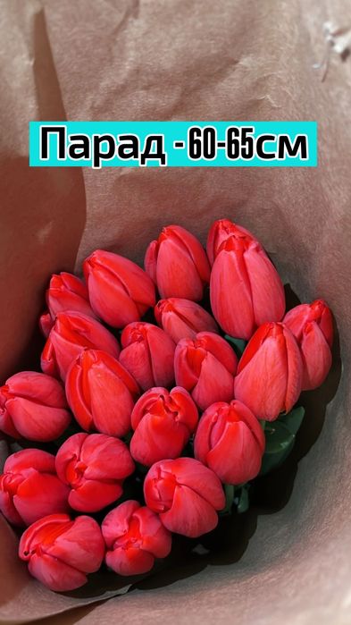 ТЮЛЬПАНЫ!!! Талдықорған!