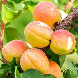 Pomi Fructiferi Columnari (Cais )