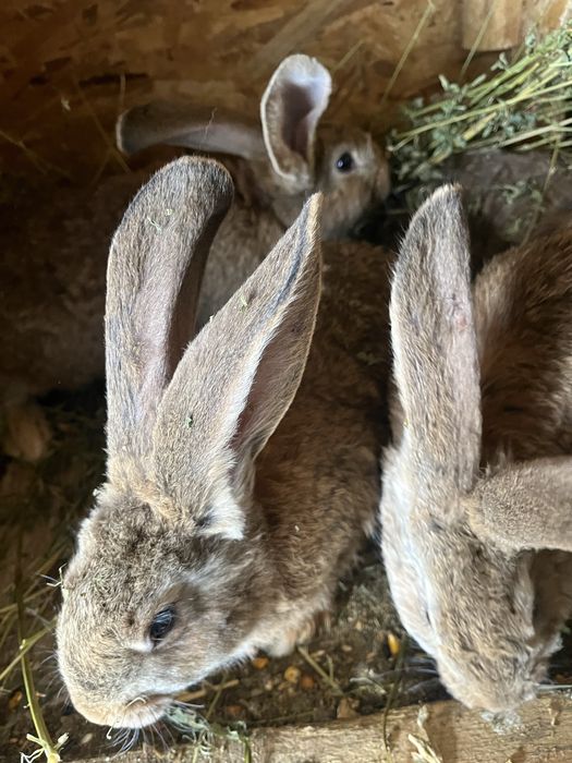 Vand iepuri uriasi germani