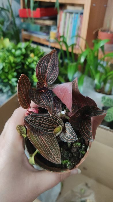 Растения для дома и офиса