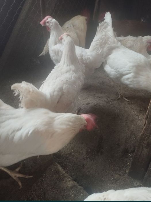 Продам курей насушек