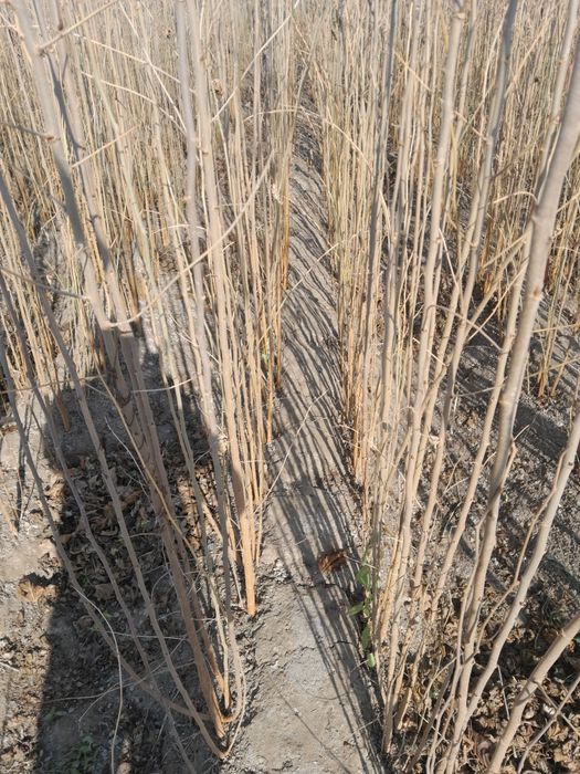 Tut ko'chati va tut urug'i tez arzon sotiladi