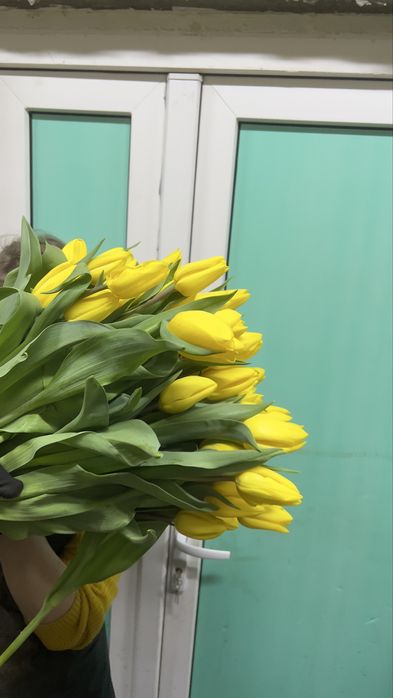 Тюльпаны к 8 марта оптом из теплицы