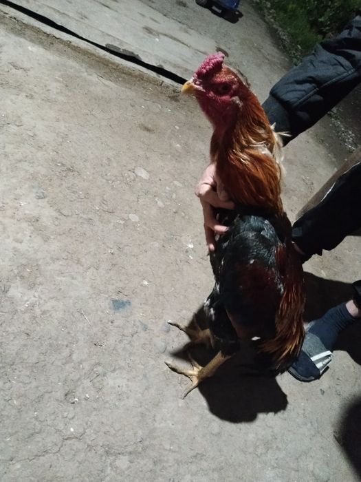 Dakan xoʻroz tuxumlari bor kariya zoti tuxumlari 25000 dan