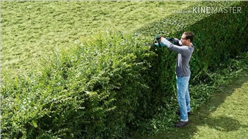 Обработка и обрезка плодовых деревьев