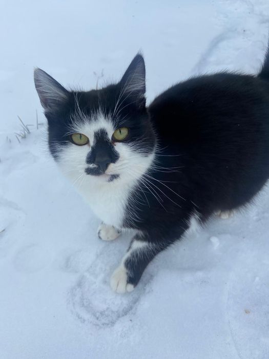 Котята  домашние