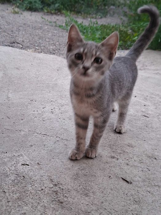 Отдаем котят бесплатно