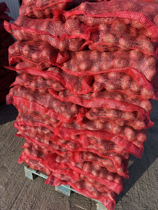 Cartof rosu de consum