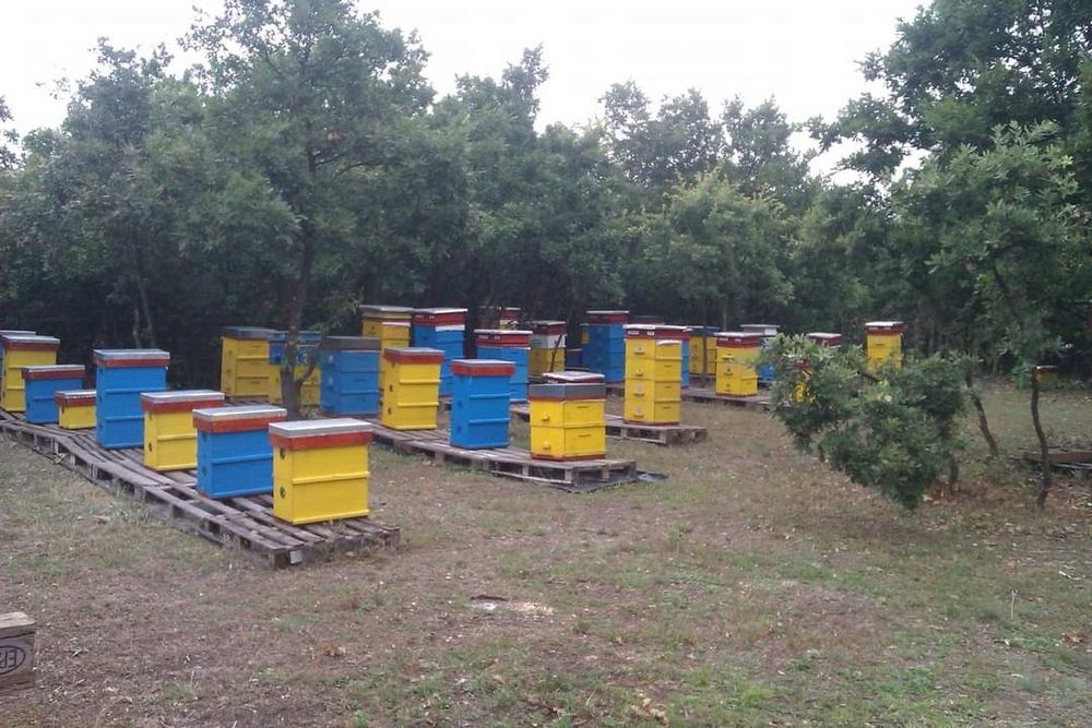 Био пчелен мед от производител