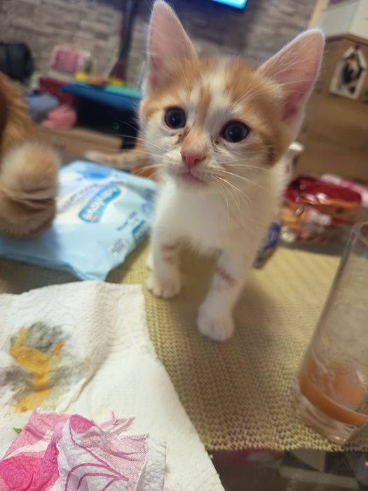 Подарявам котки една майка с две малки