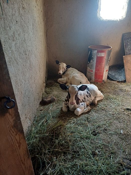 Vând vacă cu 2 viței si juncă gestantă ,5 luni prețul e negociabil