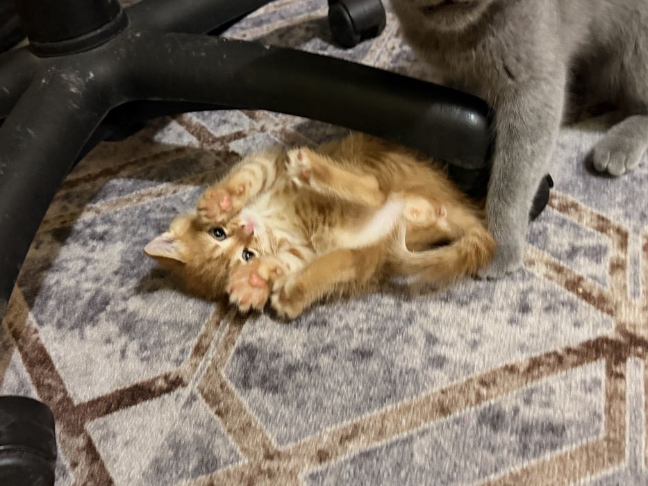 Отдам котят в добрые руки