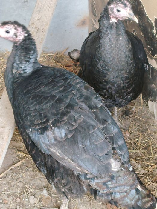 Kurkalar tezda sotiladi