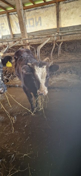 vând vitel de angus