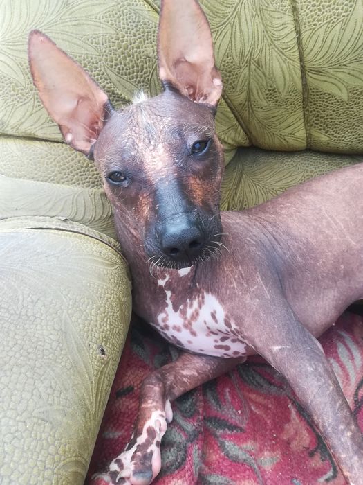 Кобель на вязку.