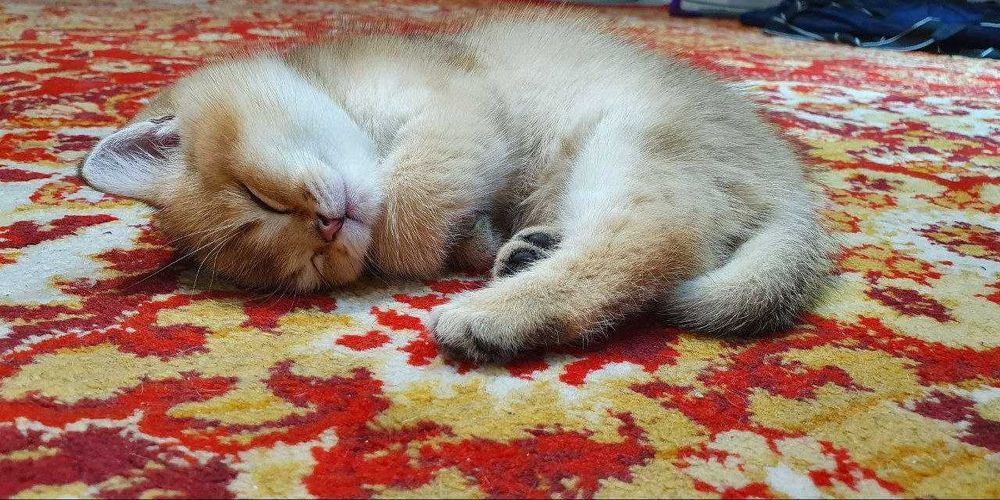 Britanskiy shinshilla (kalta junli)