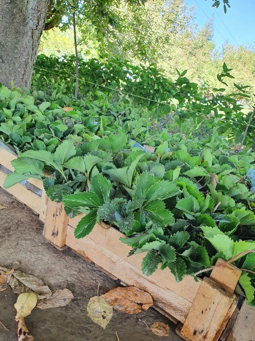 Кучат кулупнай кореский сулхян минхян испан кучат