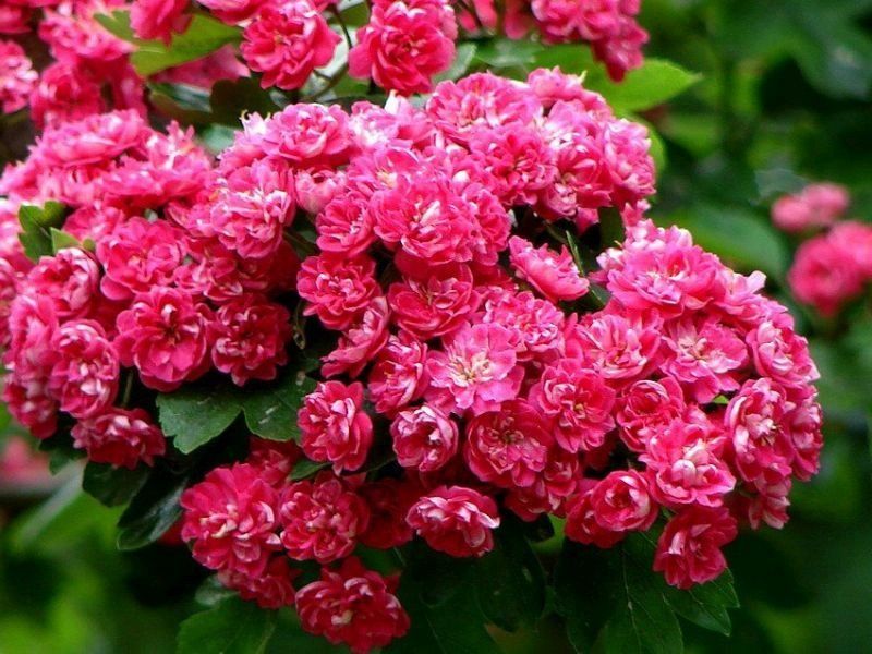 Саженцы из России