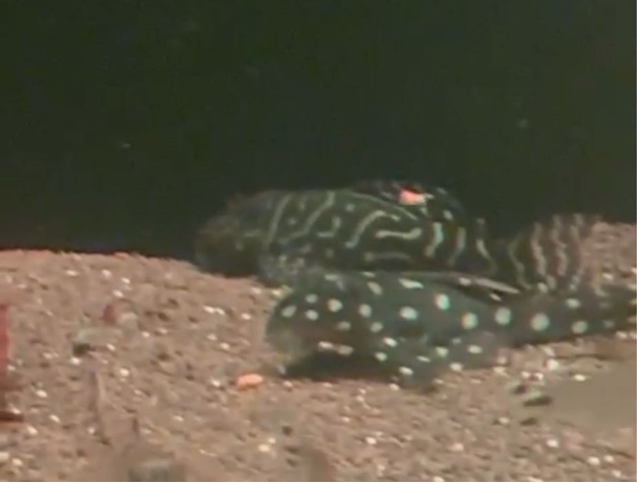 Номерной сом L 340 Мега-Клоун Плеко