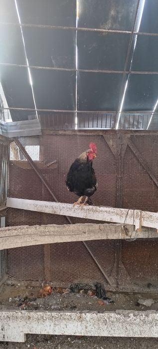 Карликовый петух