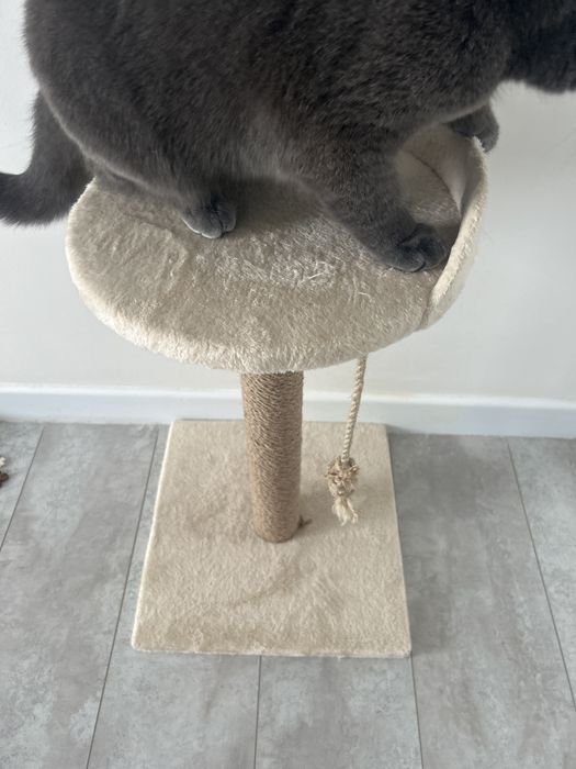 Мысыққа арналған тынағыш