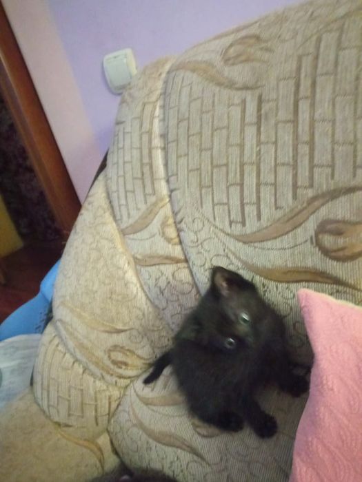 Отдам в добрые заботливые руки