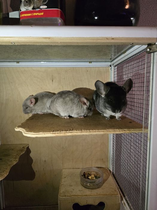 Продам шиншилу девочку