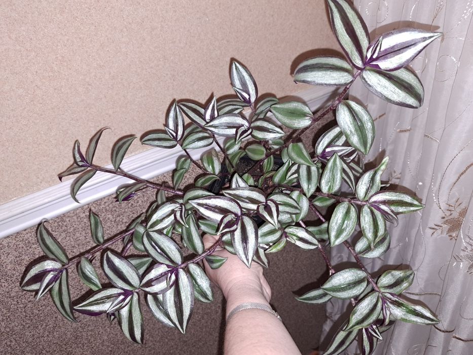 Продаю зебрины серебристые