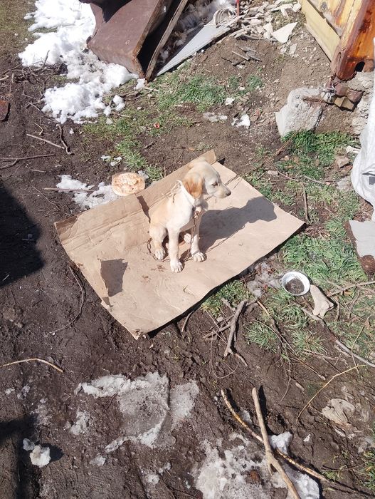 Щинок чистый таза