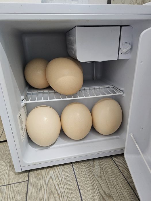 Oua de strut pentru consum