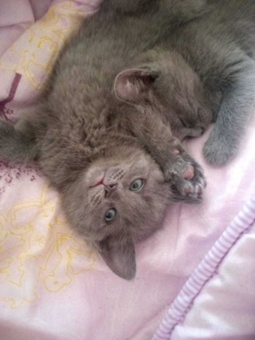 Породистые Кошечки