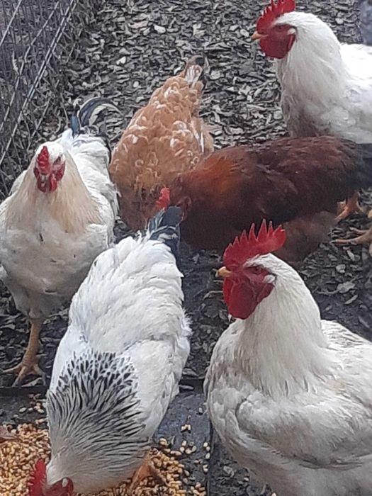 Vand sau schimb cu graunte variante,cocoși rasă tineri frumoși