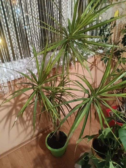 Продавам Палма драцена