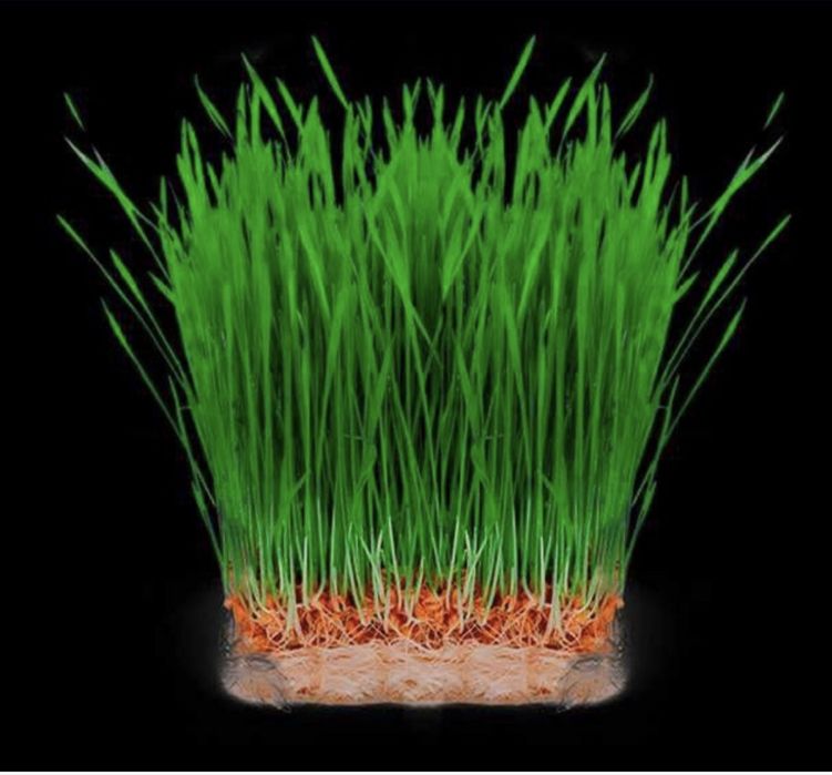 Chorva va parrandalar uchun tabiiy Gidroponika yemlari!