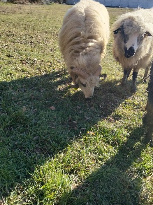 Vînd sau schimb berbec