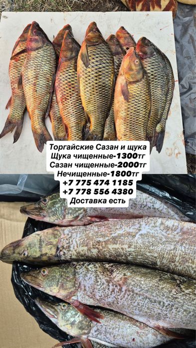 Рыба Сазан и Щука Торгайские