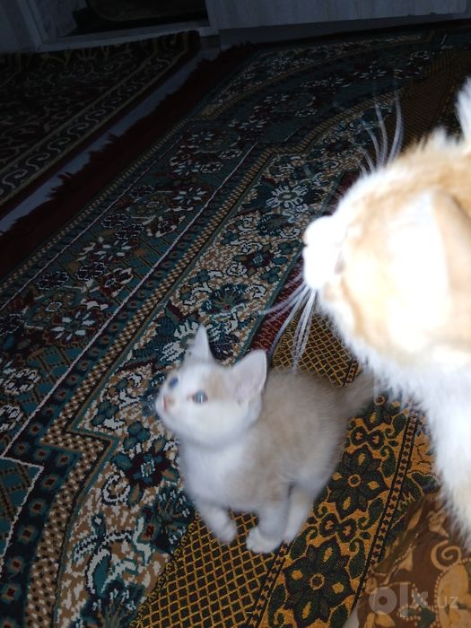 2 ayliq pishiq balalar jaqsi qollarga pulsiz (esheyin) beriledi