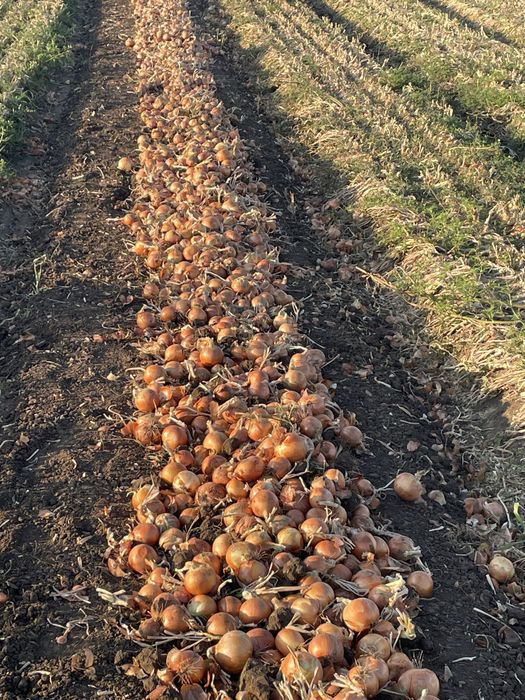 Ceapa de toamna Legend F1