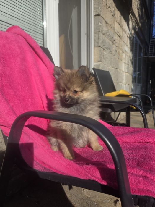 Померан померанче