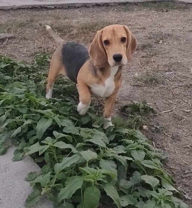 Самый лучший щенок в помете
