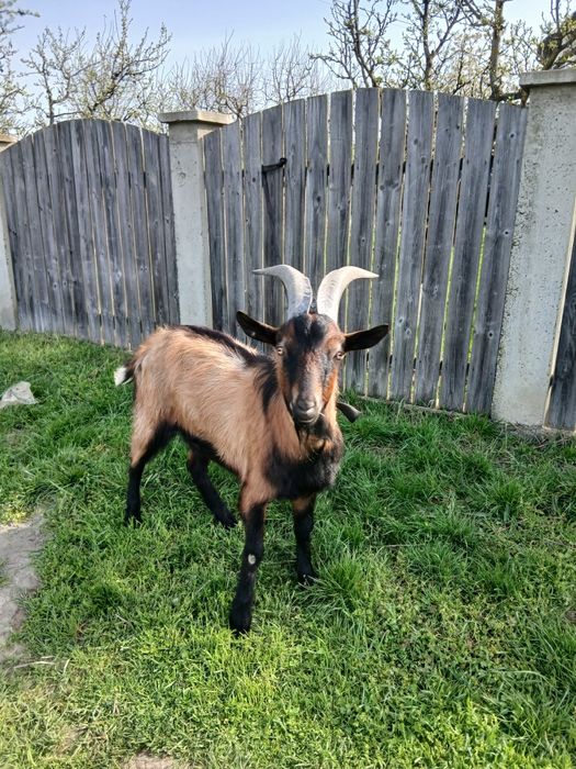 Vînd țap crescut de mic