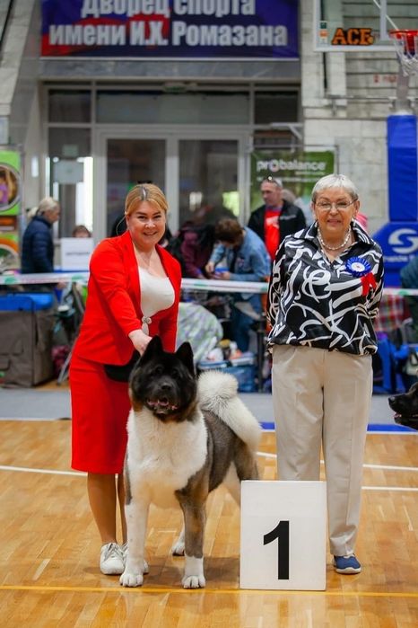 Американская акита вязка