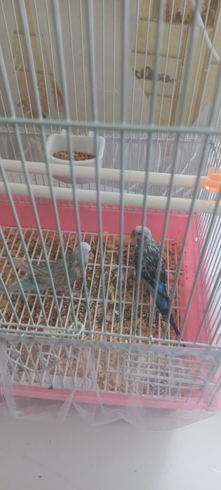 Попугай продам все вместе